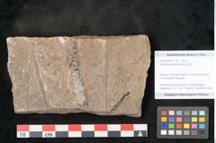 Foto (Objekt + Etikett) von Voltzia heterophylla Brongniart (NHMW-GEO-2024-0188-11133)